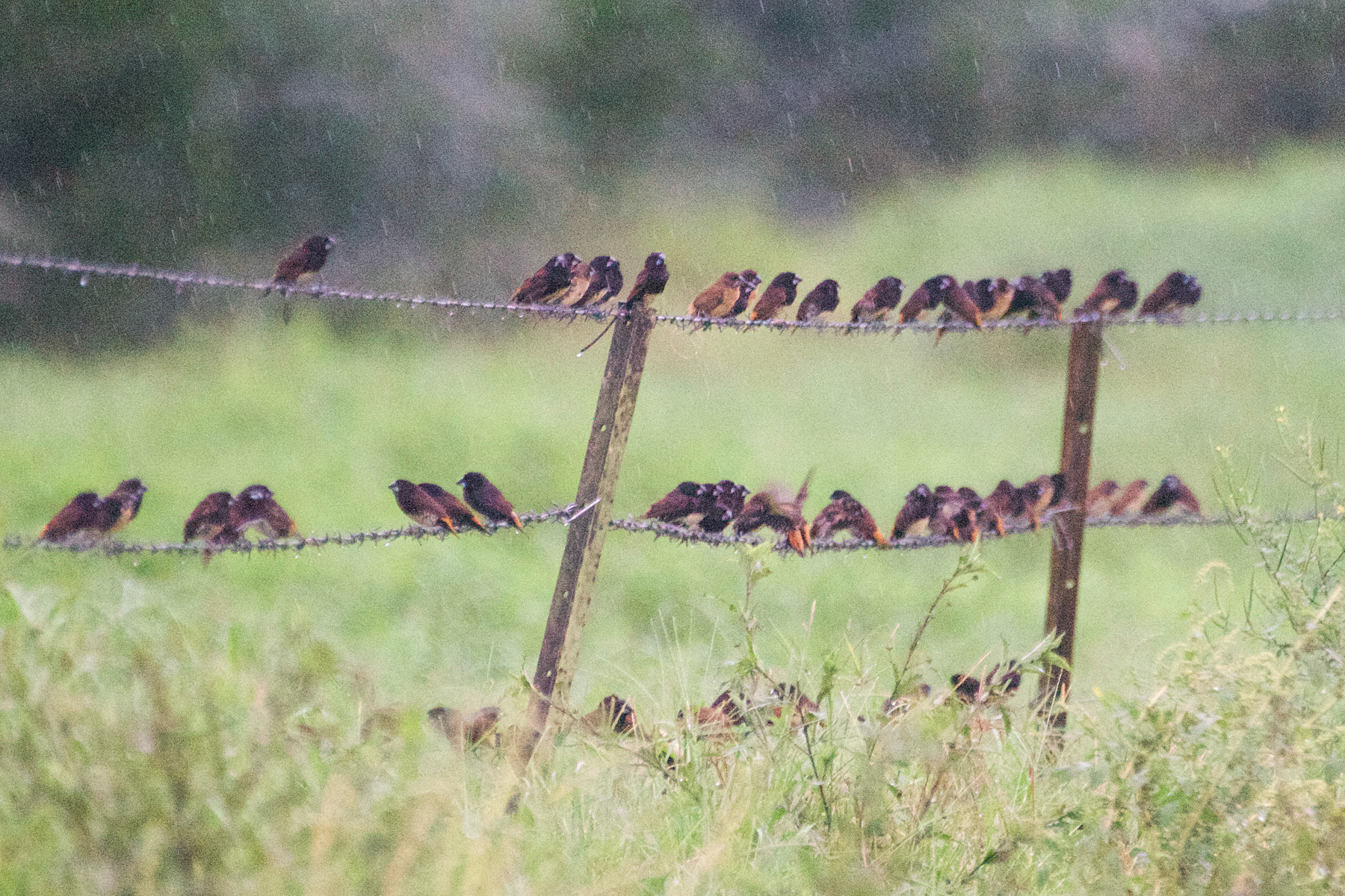 Buff-bellied Mannikins (image by Phil Hansbro)