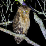 Buffy Fish Owl (image by Hannu Jännes)
