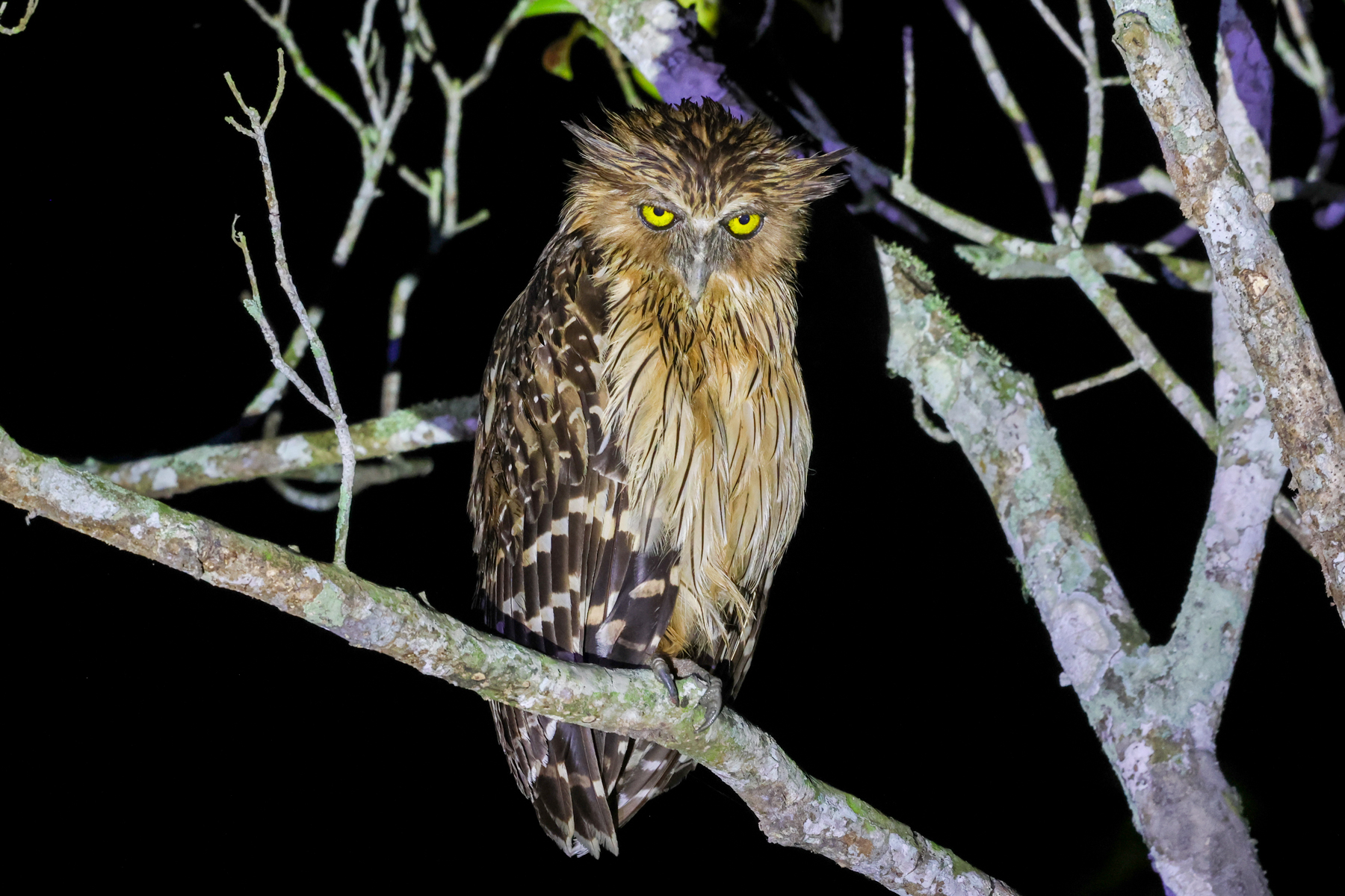 Buffy Fish Owl (image by Hannu Jännes)