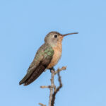 Buffy Hummingbird (image by Trevor Ellery)