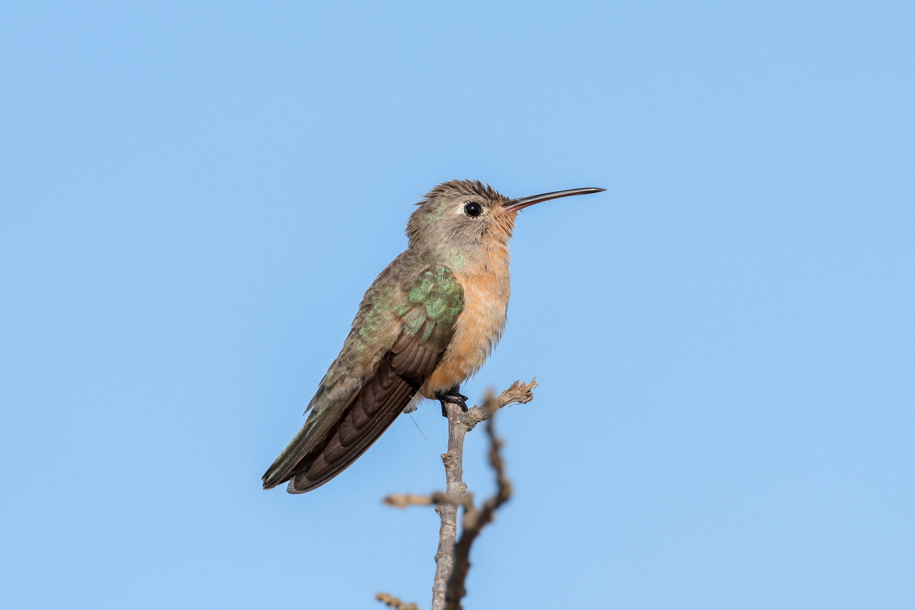 Buffy Hummingbird (image by Trevor Ellery)