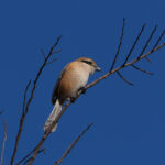 Bull-headed Shrike (image by Dave Farrow)