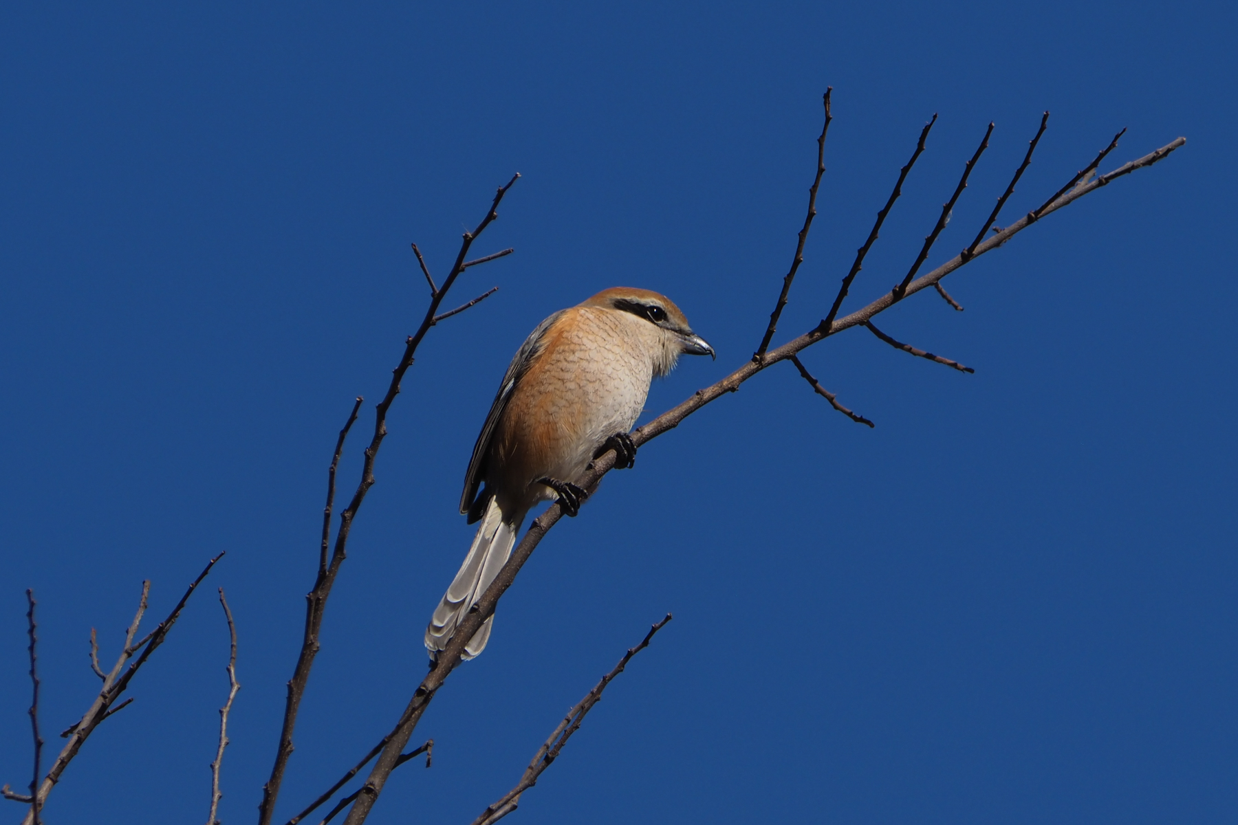 Bull-headed Shrike (image by Dave Farrow)
