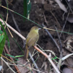 Cachar Bulbul (image by Hannu Jännes)