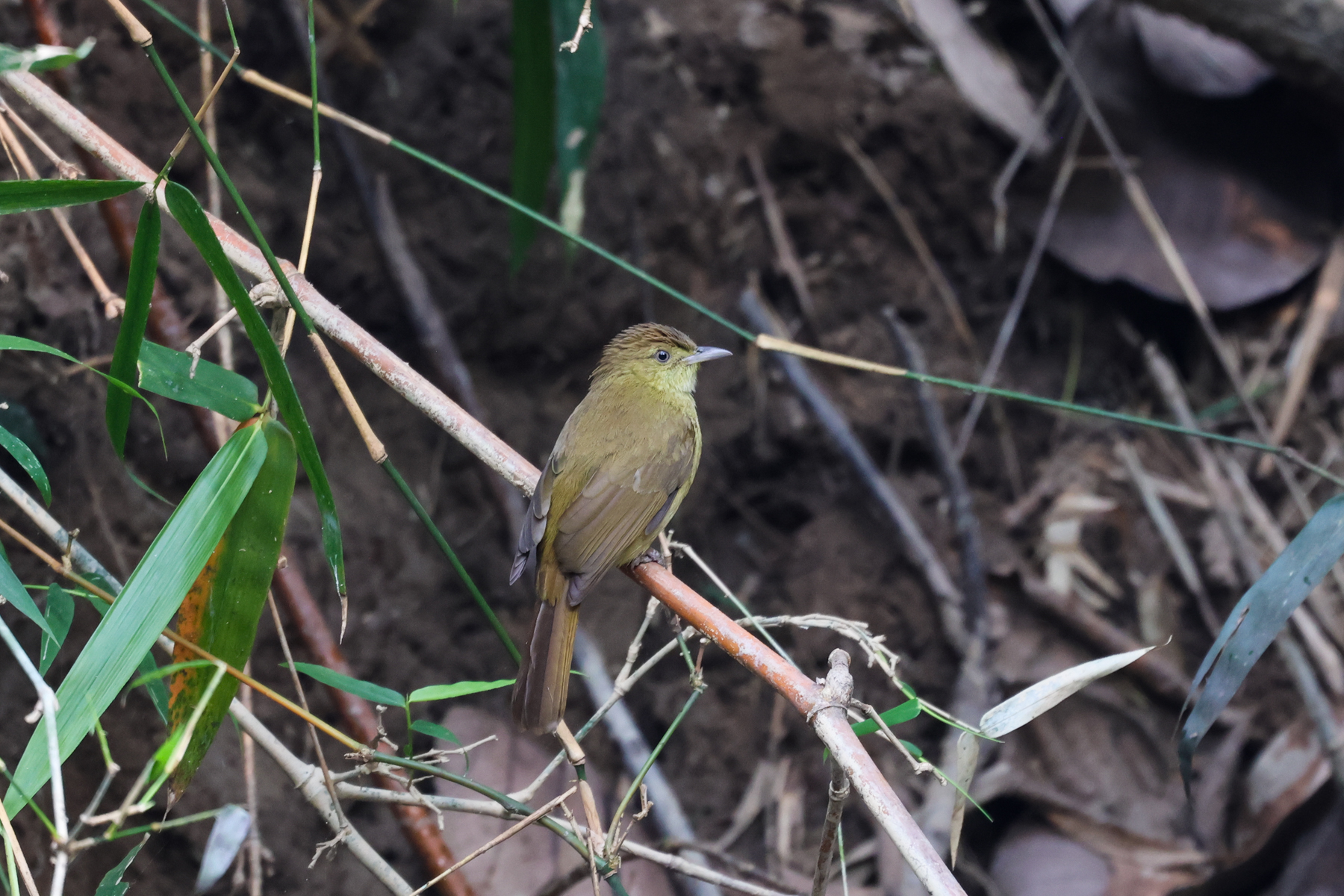 Cachar Bulbul (image by Hannu Jännes)