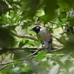 Cambodian Laughingthrush (image by Vincent van der Spek)