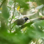 Cambodian Laughingthrush (image by Vincent van der Spek)
