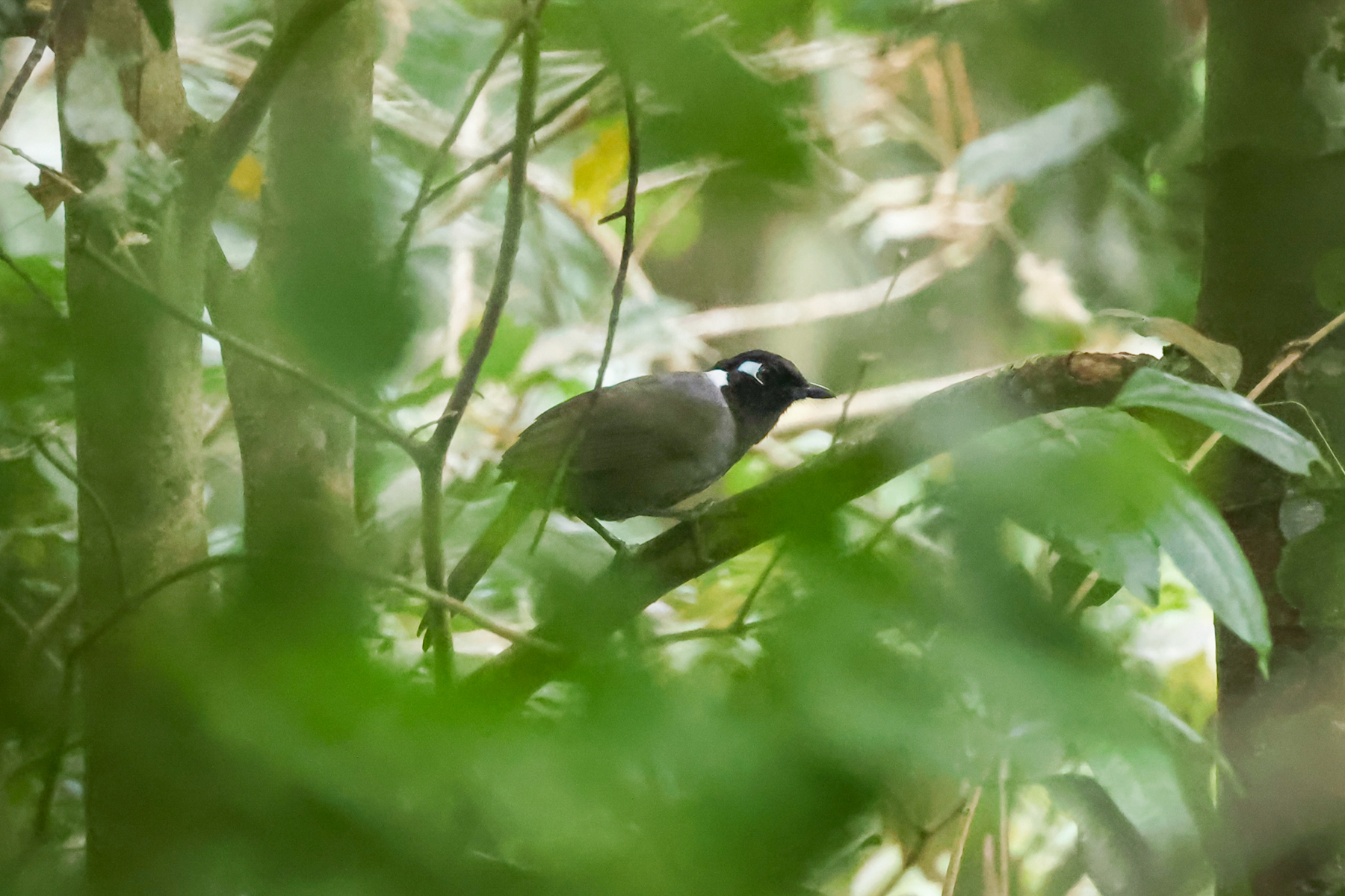 Cambodian Laughingthrush (image by Vincent van der Spek)