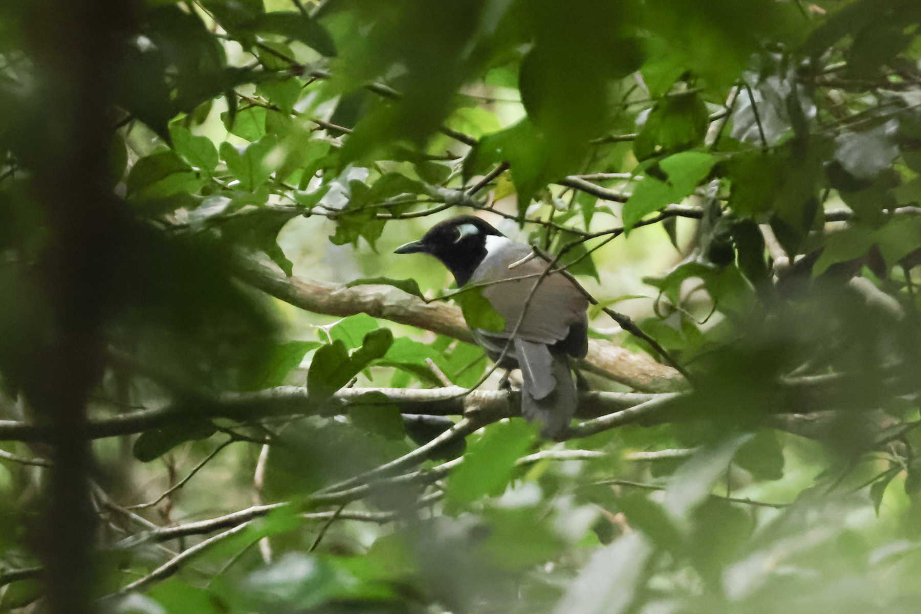 Cambodian Laughingthrush (image by Vincent van der Spek)