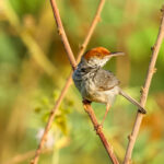 Cambodian Tailorbird (image by Vincent van der Spek)