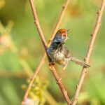 Cambodian Tailorbird (image by Vincent van der Spek)
