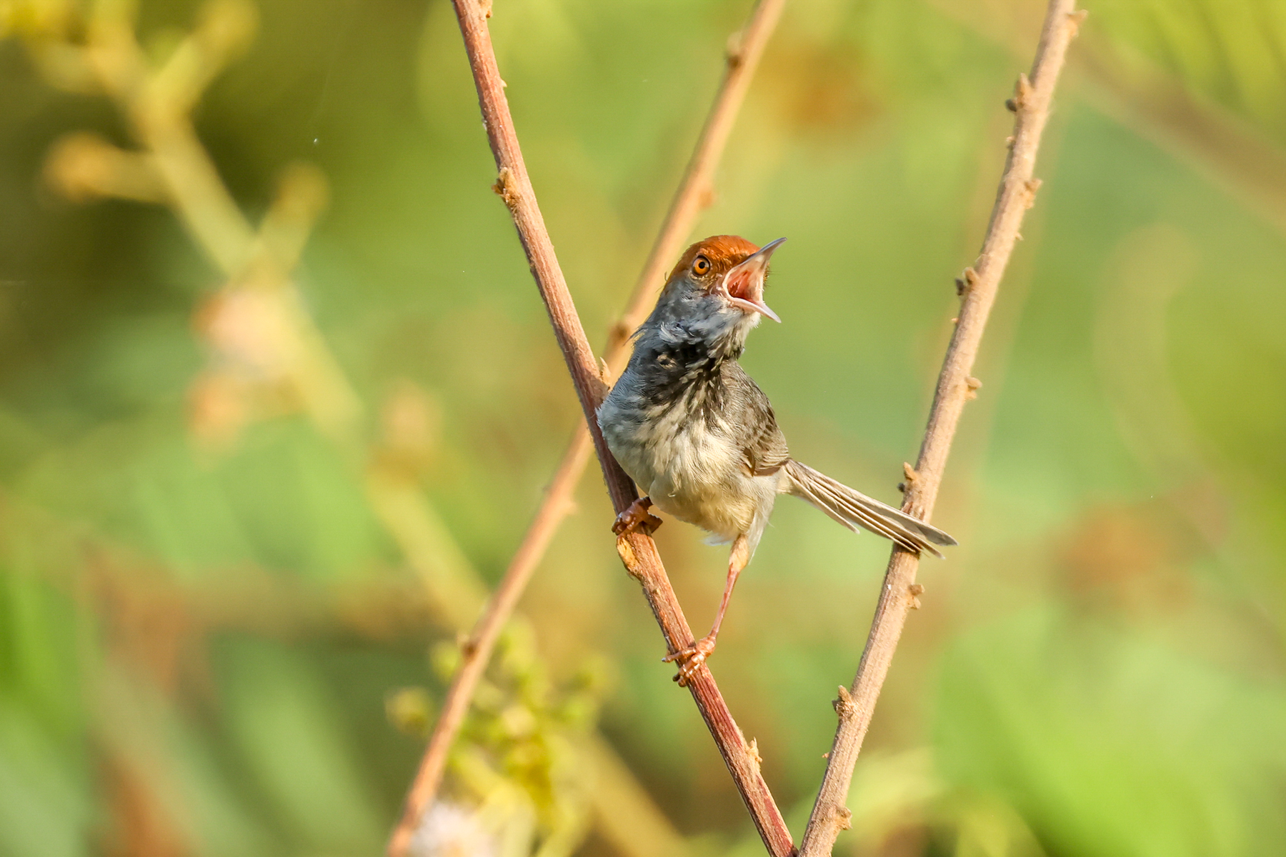 Cambodian Tailorbird (image by Vincent van der Spek)