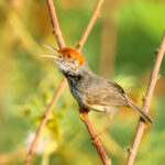 Cambodian Tailorbird (image by Vincent van der Spek)
