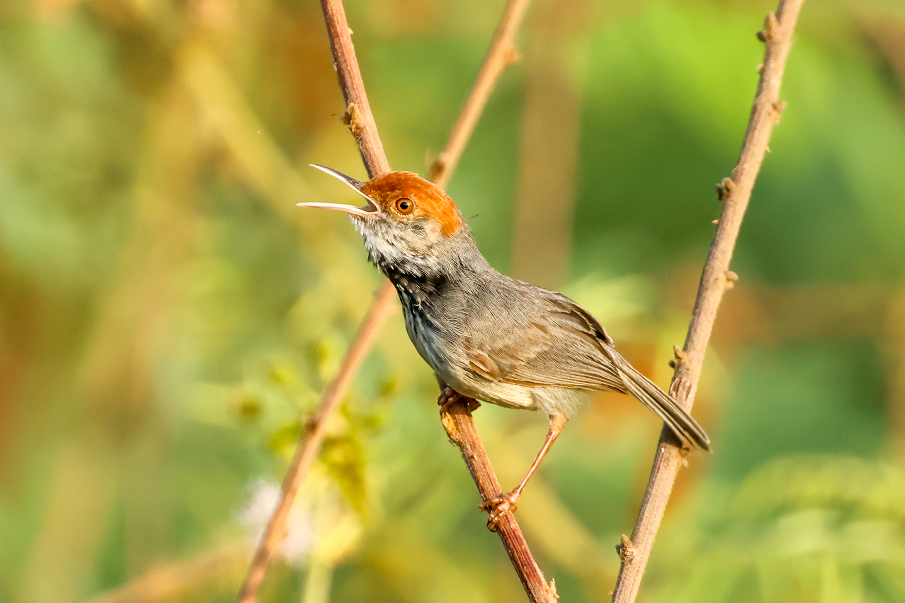 Cambodian Tailorbird (image by Vincent van der Spek)