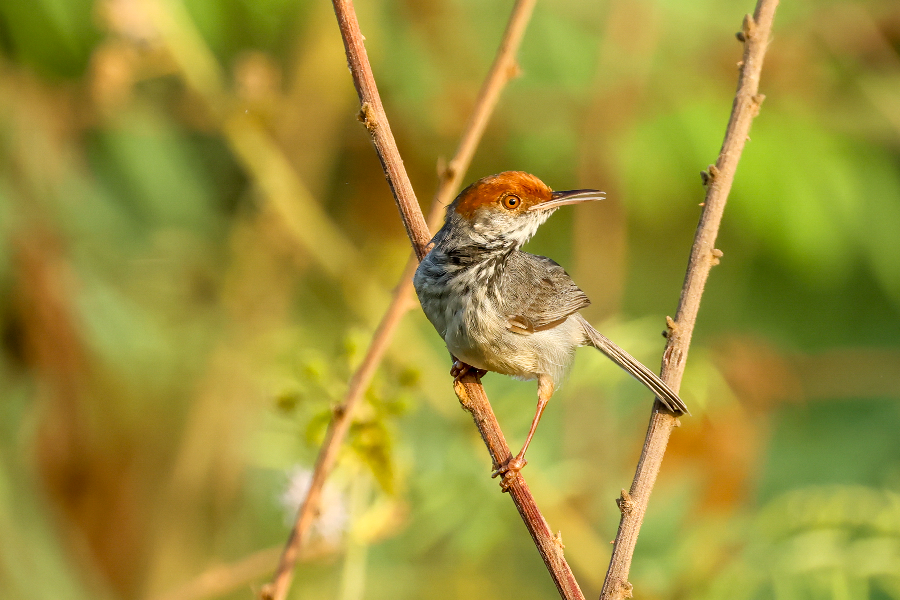 Cambodian Tailorbird (image by Vincent van der Spek)