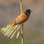 Chestnut Munia (image by Vincent van der Spek)