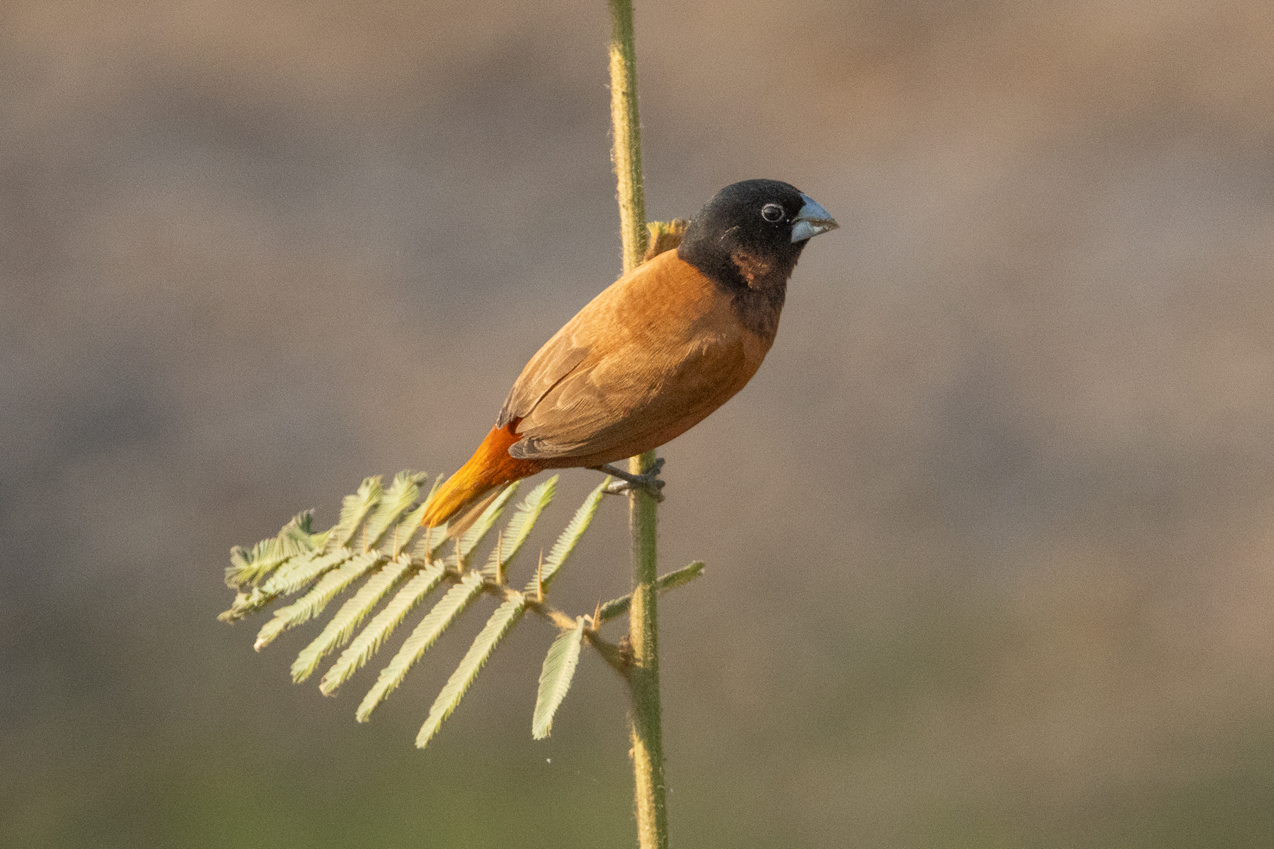 Chestnut Munia (image by Vincent van der Spek)