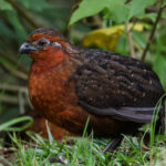 Chestnut Wood Quail (image by Trevor Ellery)