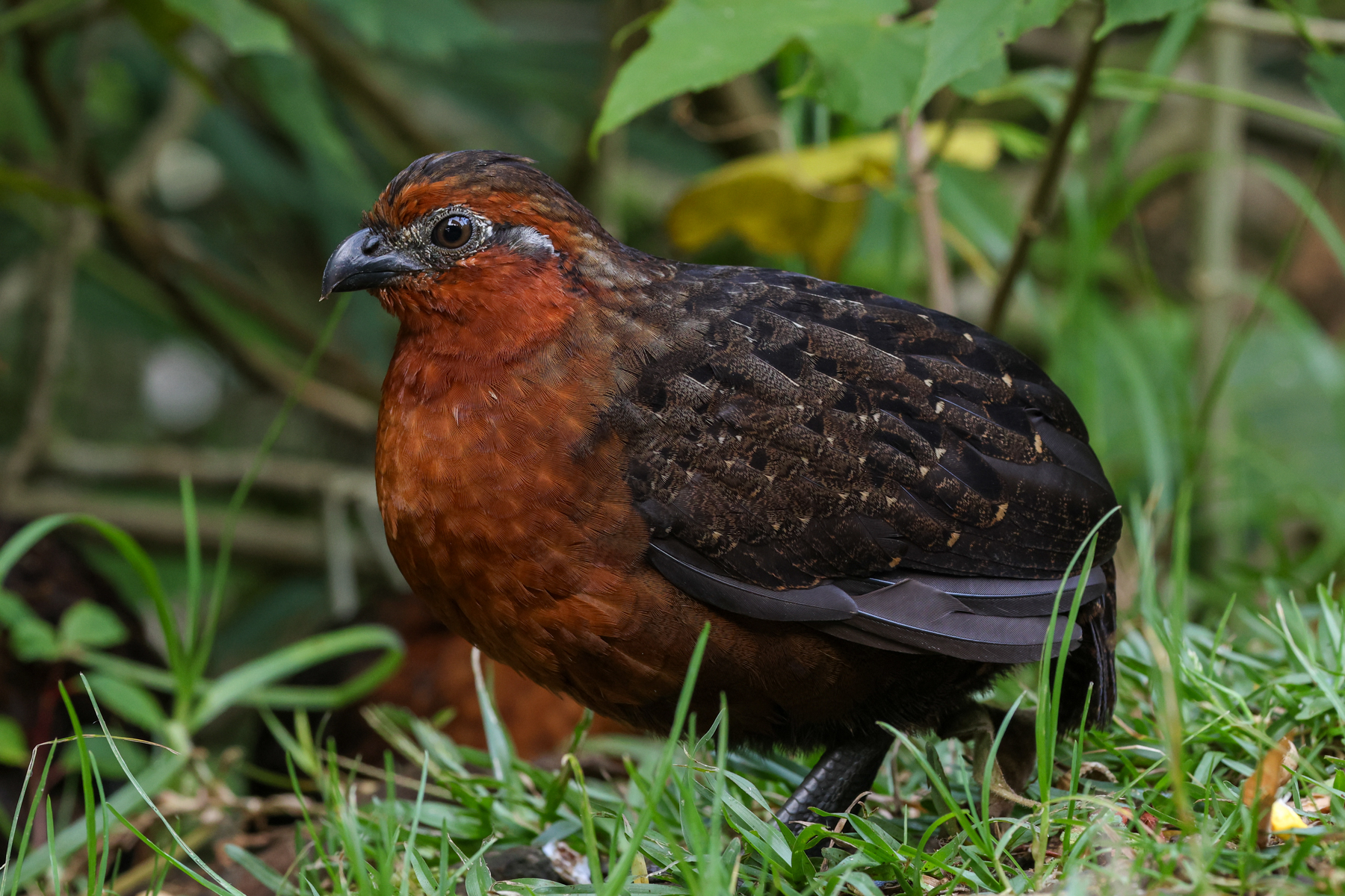 Chestnut Wood Quail (image by Trevor Ellery)