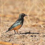 Chestnut-bellied Starling (image by Diedert Koppenol)