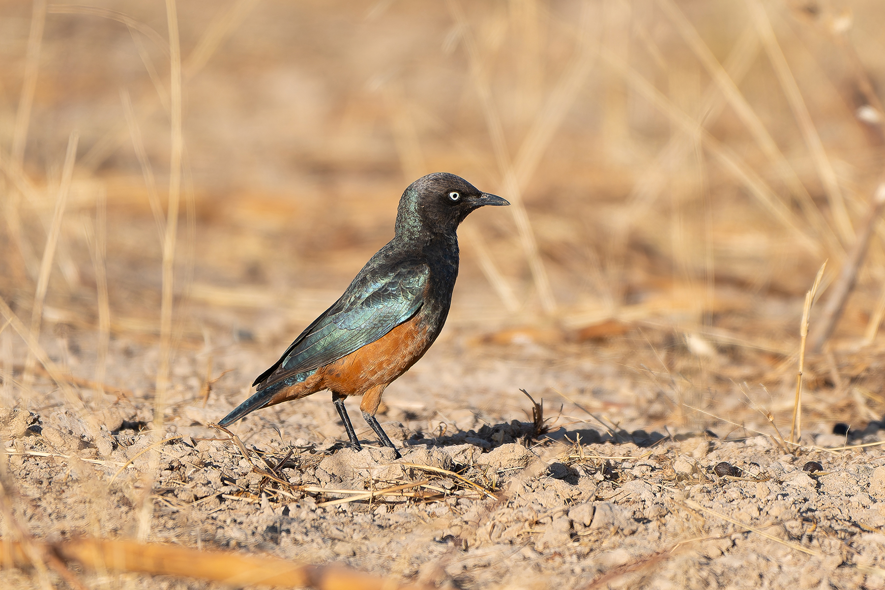 Chestnut-bellied Starling (image by Diedert Koppenol)