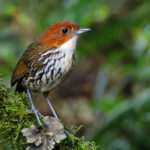 Chestnut-crowned Antpitta (image by Trevor Ellery)