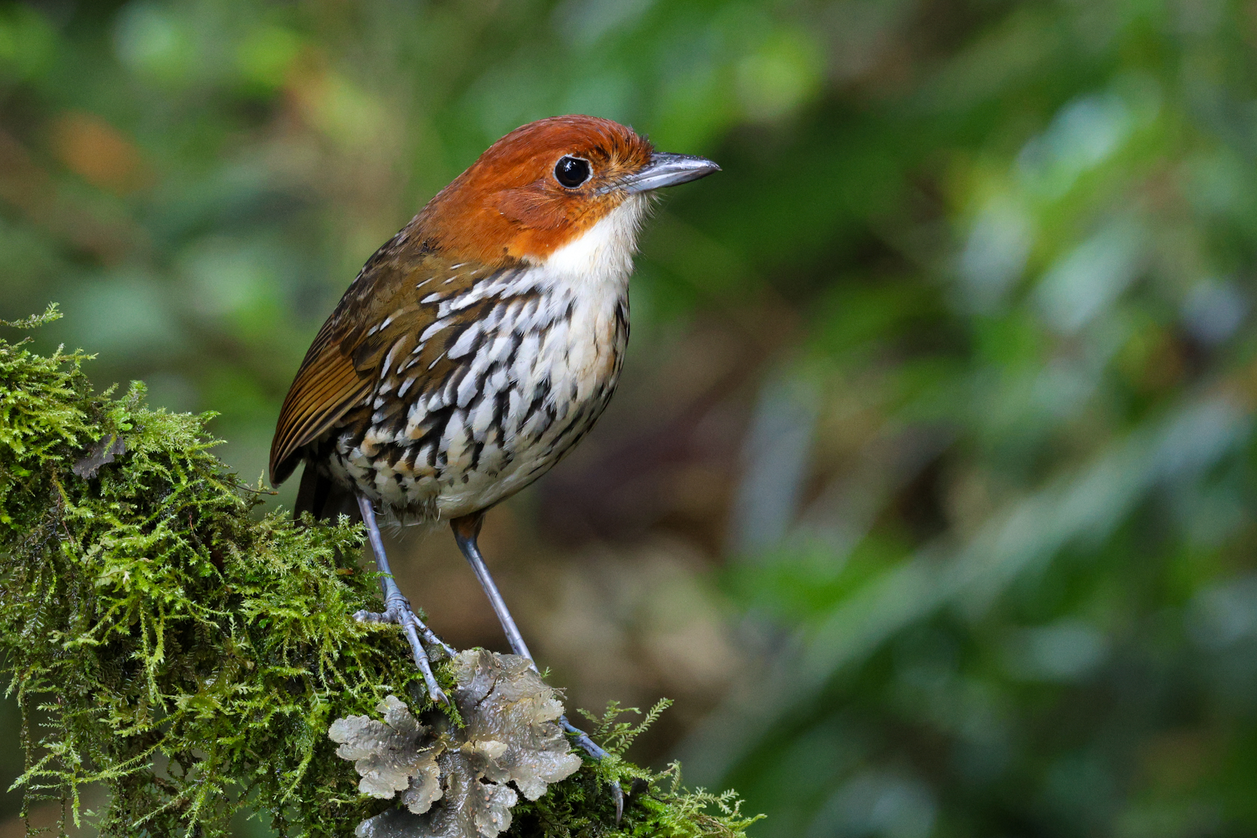 Chestnut-crowned Antpitta (image by Trevor Ellery)