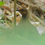 Chestnut-headed Partridge (image by Andre D'Penha)