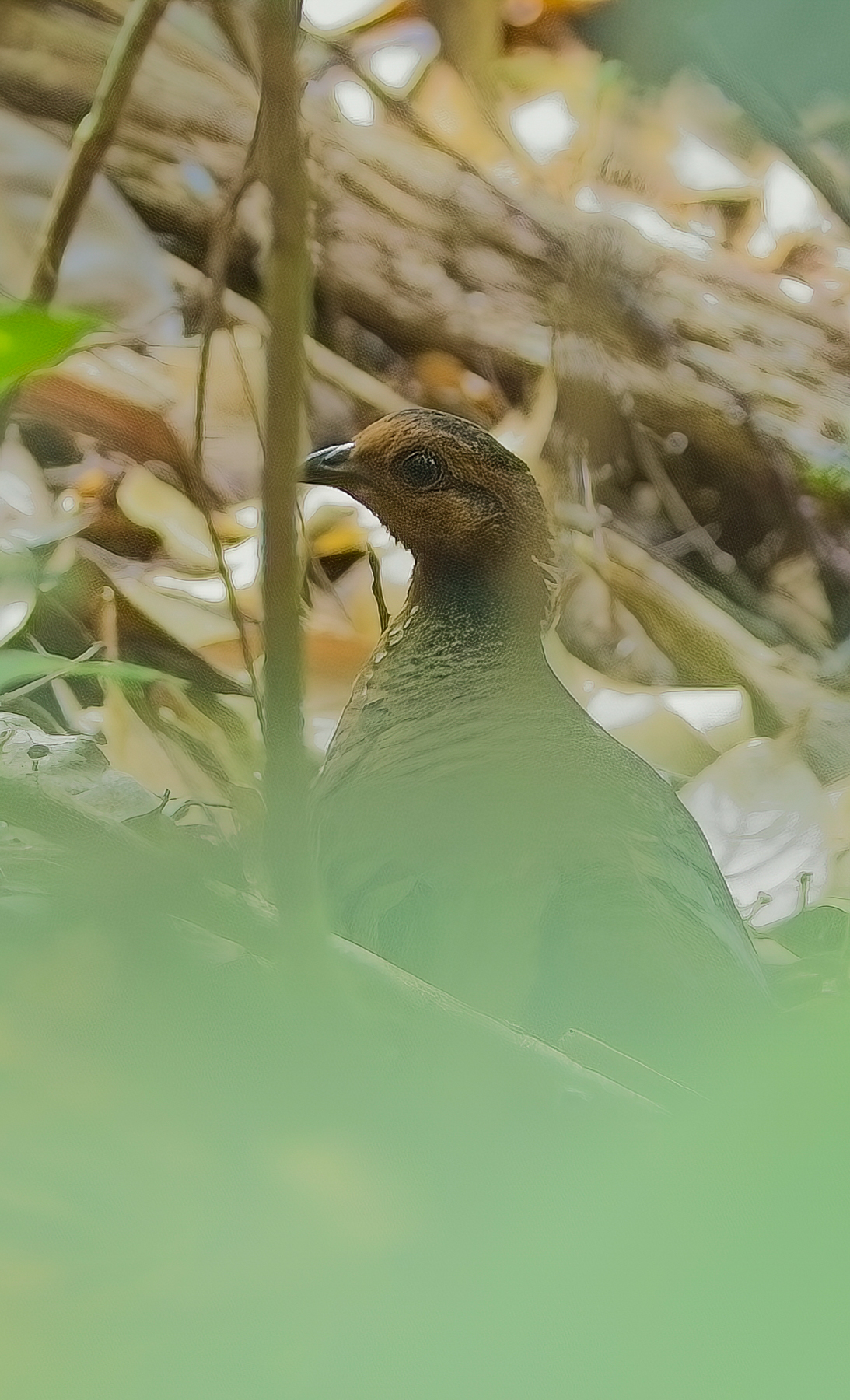 Chestnut-headed Partridge (image by Andre D'Penha)