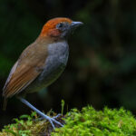 Chestnut-naped Antpitta (image by Trevor Ellery)