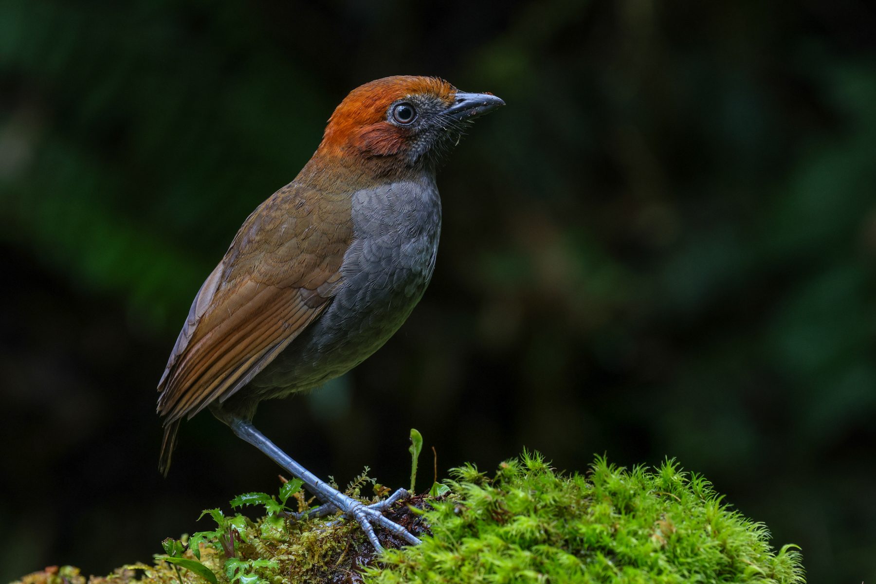 Chestnut-naped Antpitta (image by Trevor Ellery)