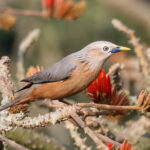 Chestnut-tailed Starling (image by Hannu Jännes)