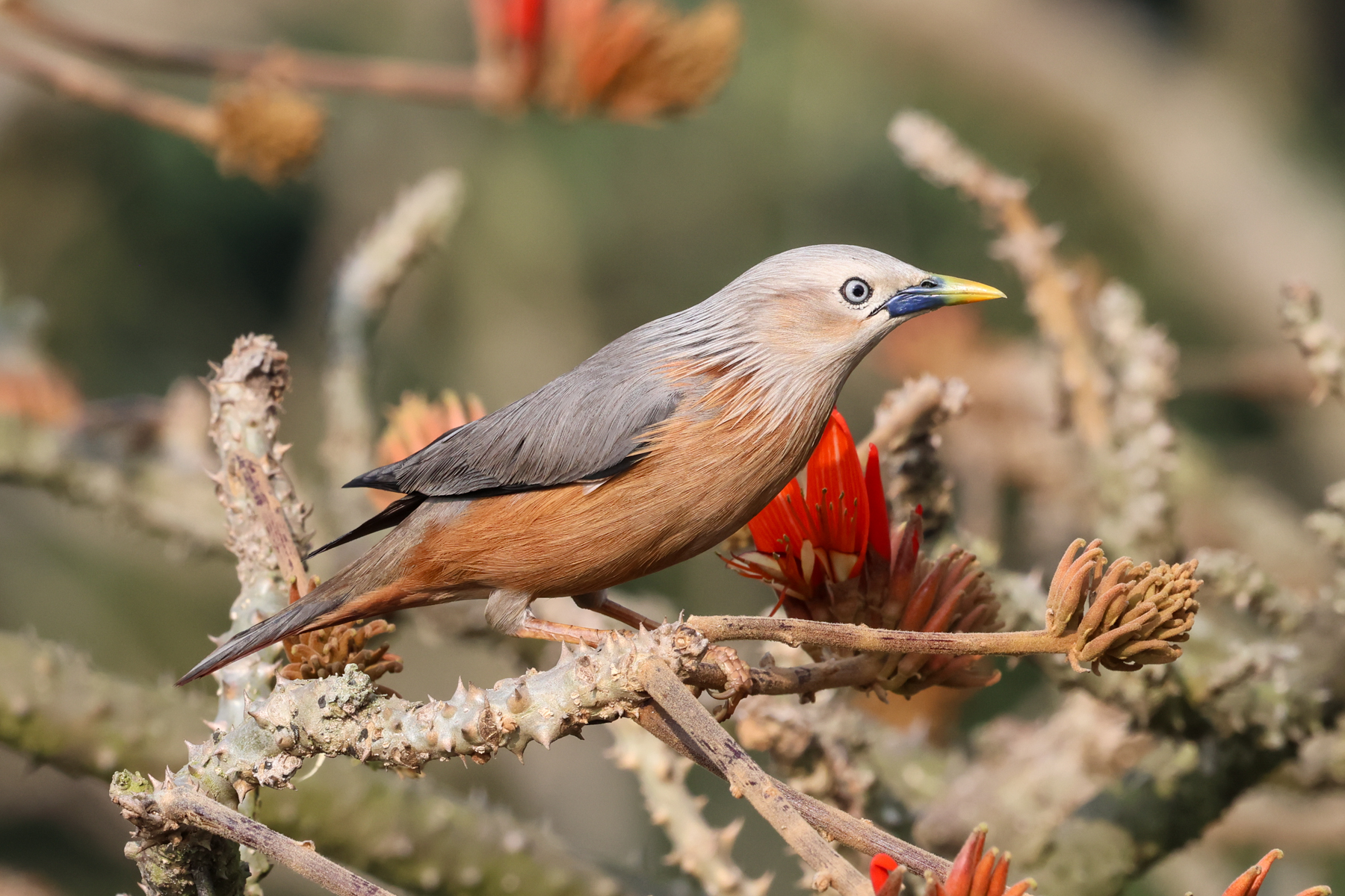 Chestnut-tailed Starling (image by Hannu Jännes)