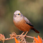 Chestnut-tailed Starling (image by Hannu Jännes)