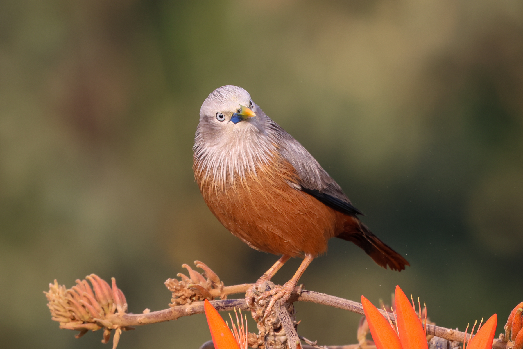 Chestnut-tailed Starling (image by Hannu Jännes)