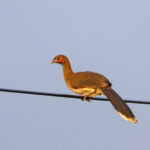 Chestnut-winged Chachalaca (image by Trevor Ellery)