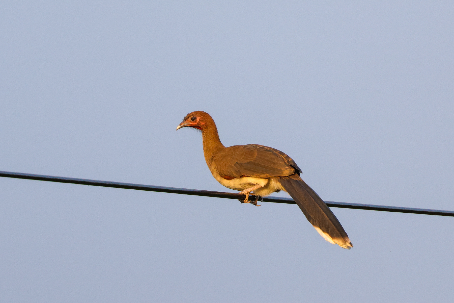 Chestnut-winged Chachalaca (image by Trevor Ellery)