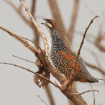 Chinese Francolin (image by Vincent van der Spek)