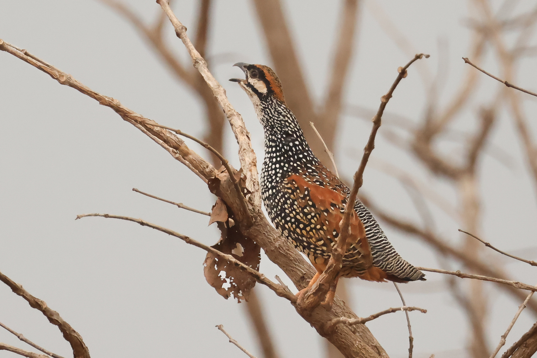 Chinese Francolin (image by Vincent van der Spek)