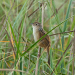 Chinese Grassbird (image by Vincent van der Spek)