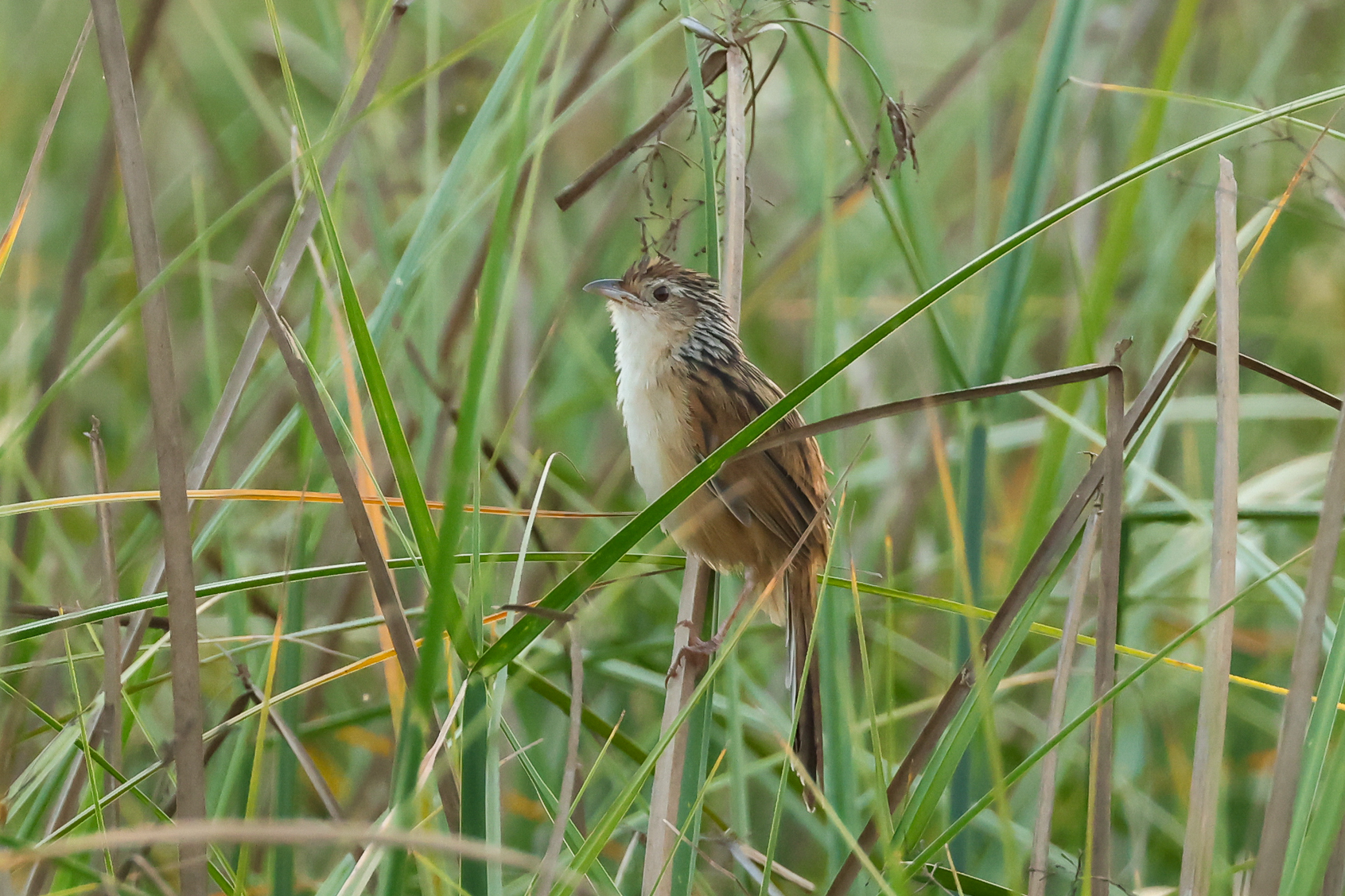 Chinese Grassbird (image by Vincent van der Spek)