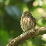 Collared Owlet (image by Vincent van der Spek)