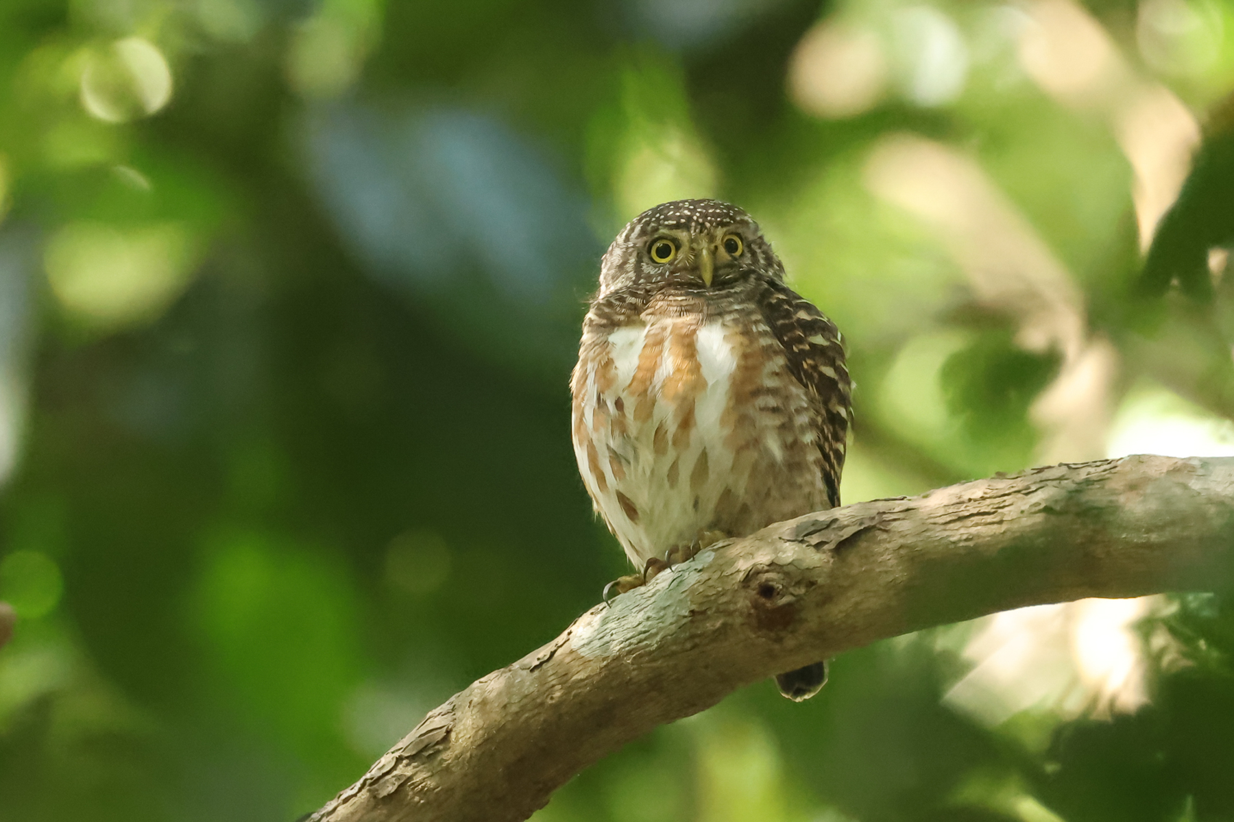 Collared Owlet (image by Vincent van der Spek)