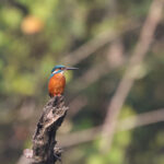 Common Kingfisher (image by Hannu Jännes)
