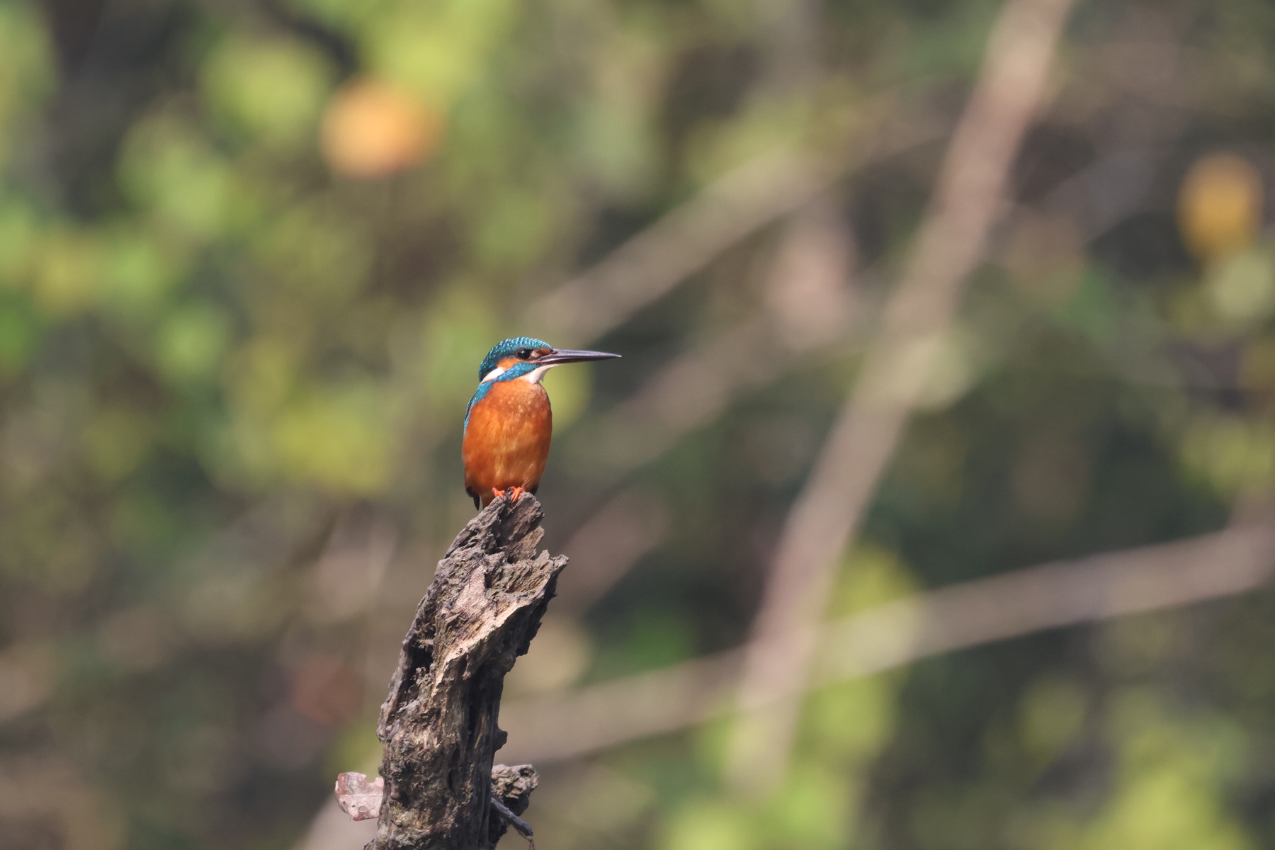 Common Kingfisher (image by Hannu Jännes)