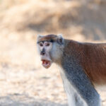 Common Patas Monkey (image by Diedert Koppenol)