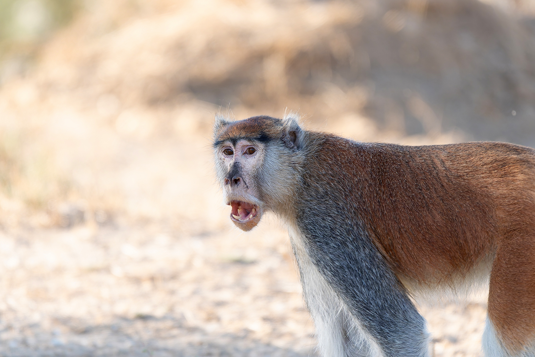 Common Patas Monkey (image by Diedert Koppenol)