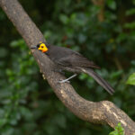 Common Smoky Honeyeater (image by Phil Hansbro)