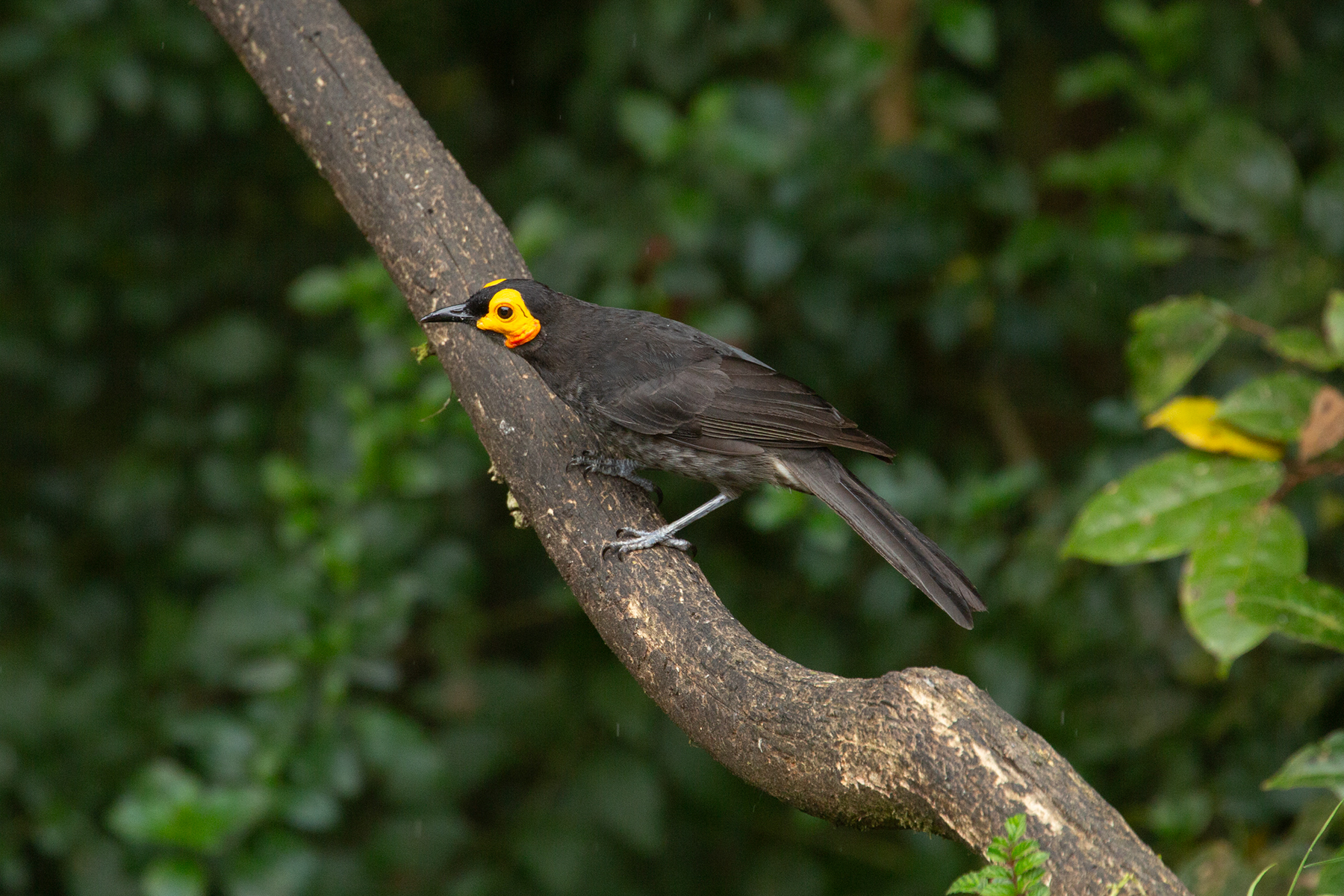 Common Smoky Honeyeater (image by Phil Hansbro)