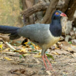 Coral-billed Ground Cuckoo (image by Vincent van der Spek)